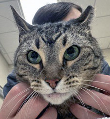 View Tito the Cat Photo #1