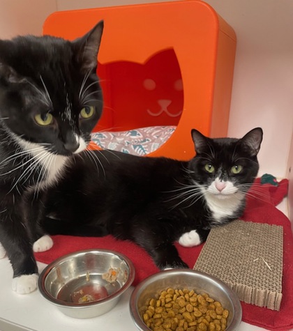 View Edwin (bonded With Vlad) the Cat Photo #2