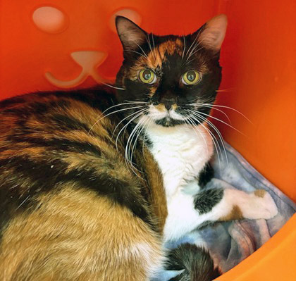 View Juliet (in Foster) the Cat Photo #1
