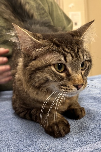 View Tripp the Cat Photo #2
