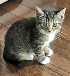 View Twix the Cat Photo #2