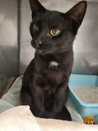 Help Rehome This Cat Cat