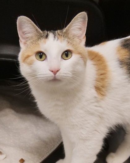 View Akane the Cat Photo #1