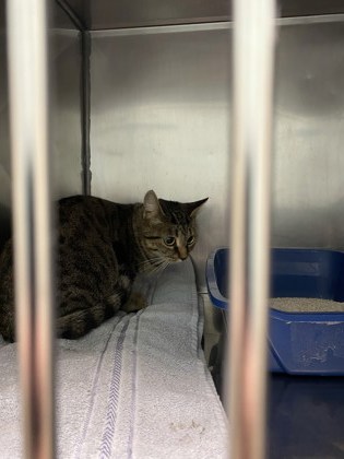 View Puddle the Cat Photo #2