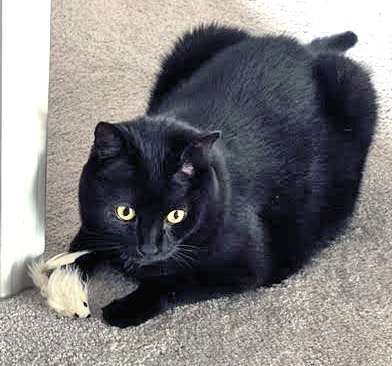 View Henry (in Foster) the Cat Photo #3