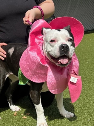 View Betty Moo the Dog Photo #2