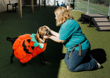 View Chase Matthews the Dog Photo #2