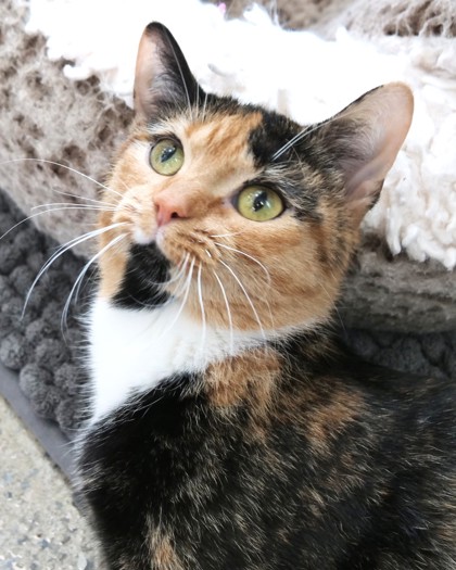 Daisy Jones (Bonded to Luna Jean)