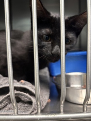 ANTON - Domestic Shorthair / Mix available for adoption