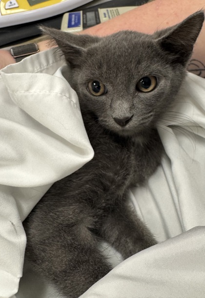 AMETHYST - Domestic Shorthair / Mix available for adoption