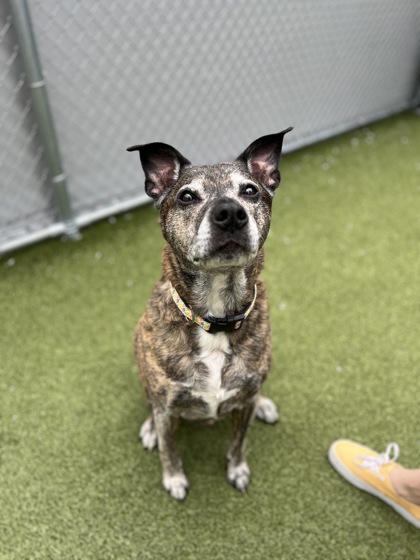 View Omni (in Foster) the Dog Photo #2