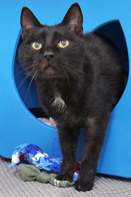 View Peppercorn (in Foster) the Cat Photo #1