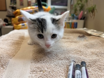 Learn More About Annie Annie
