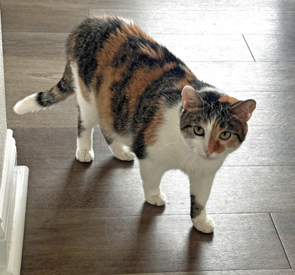 Tie (in foster)
