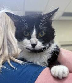 View Mickey Mouse the Cat Photo #1