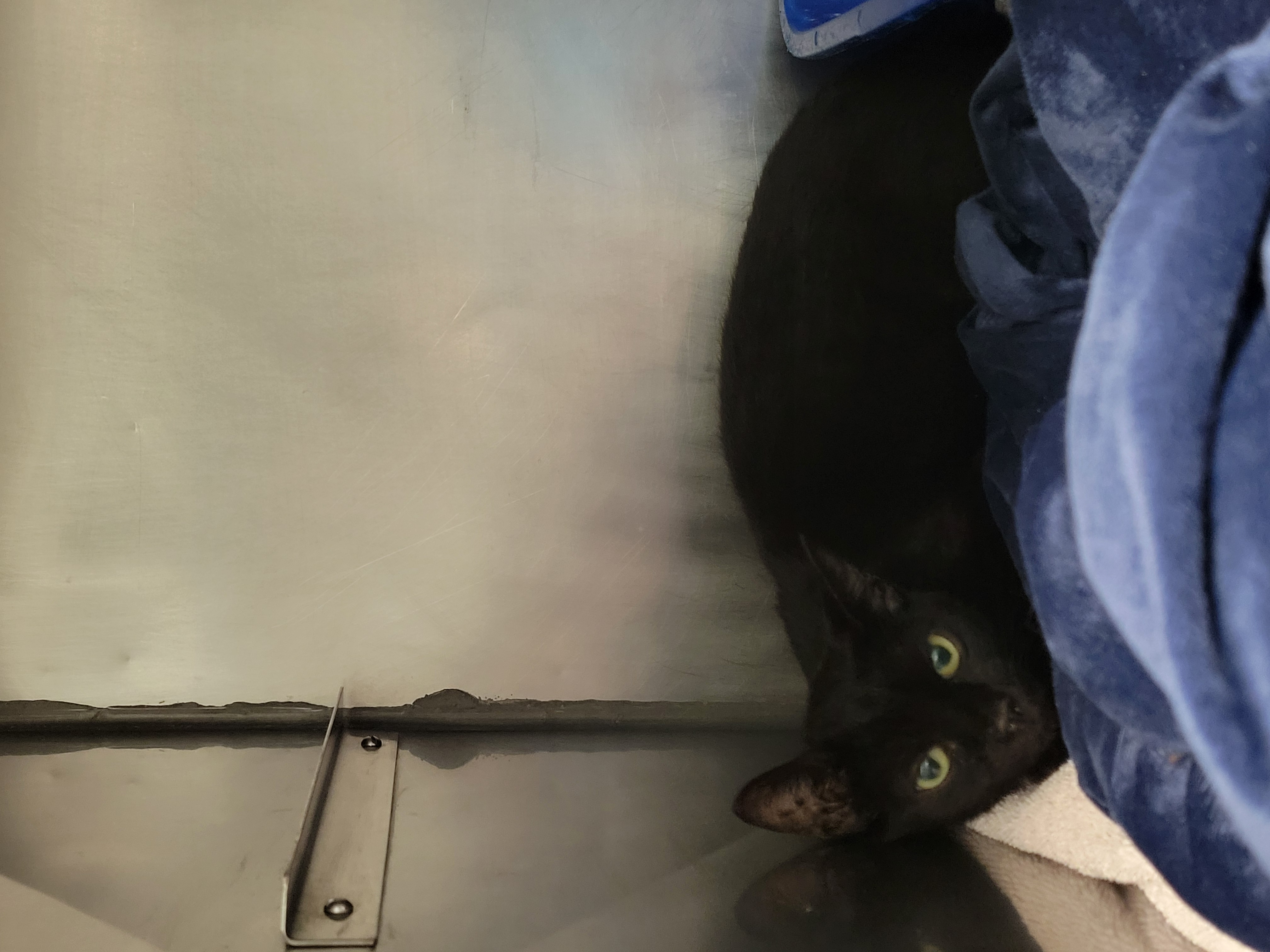 Help Rehome This Cat Cat