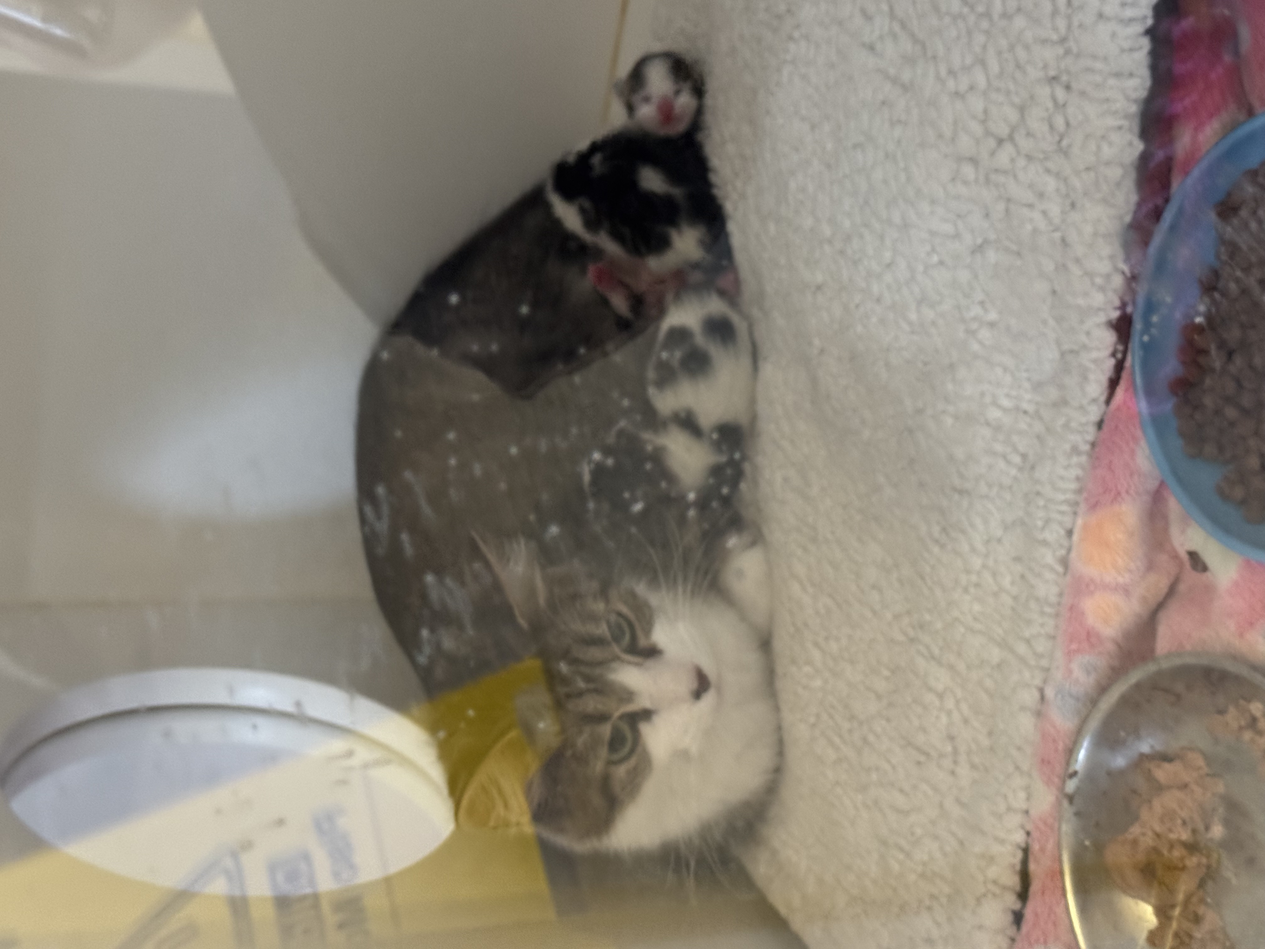 Help Rehome This Cat Cat