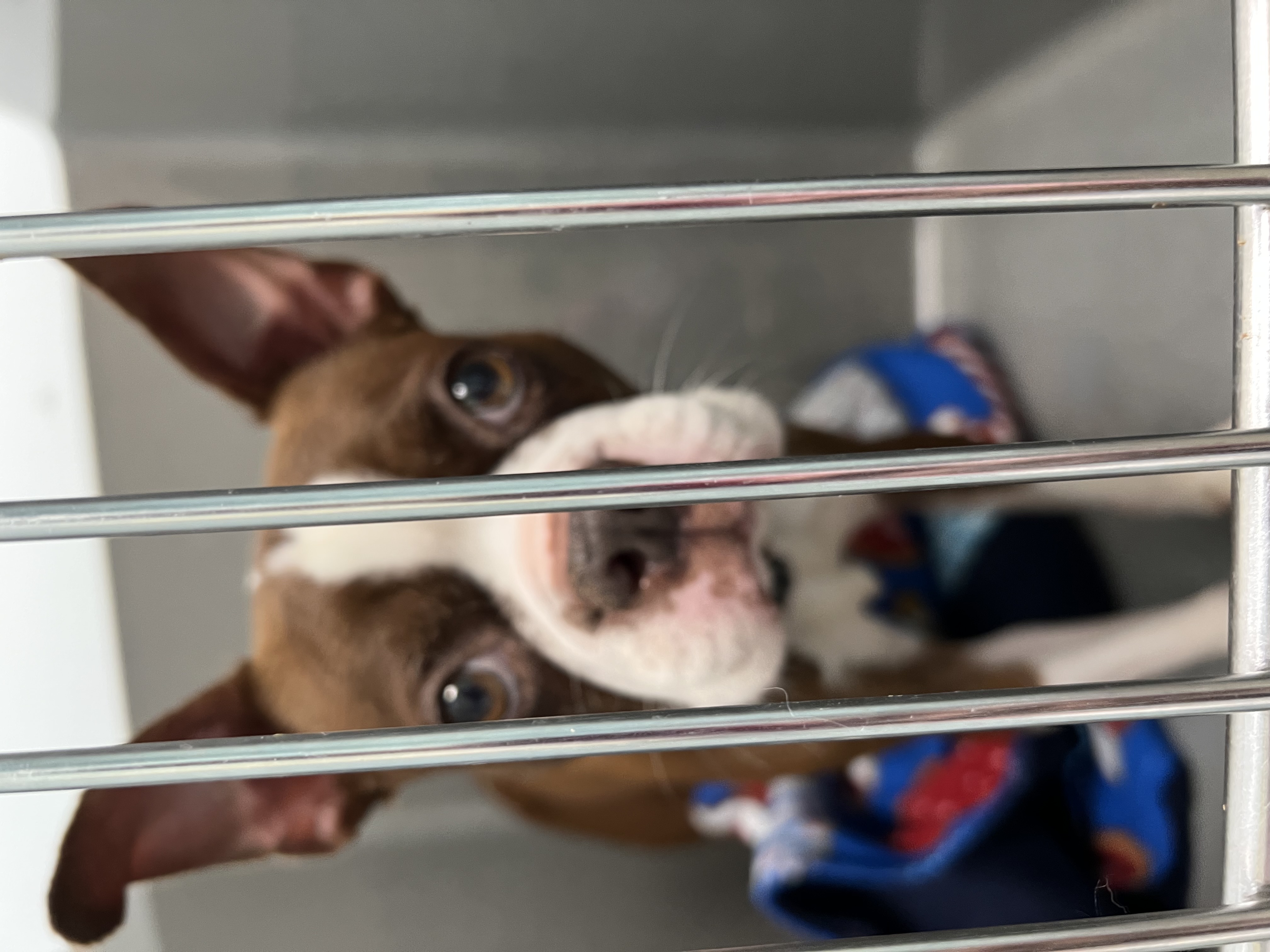 Help Rehome This Dog Dog