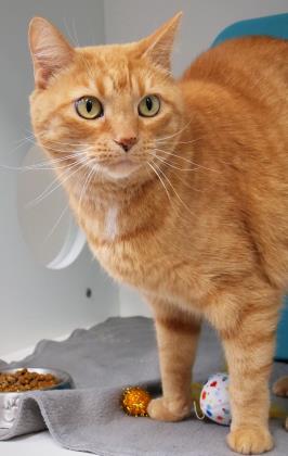 View Piper Bea (in Foster) the Cat Photo #1