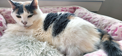 View Chloe Grace (in Foster) the Cat Photo #2