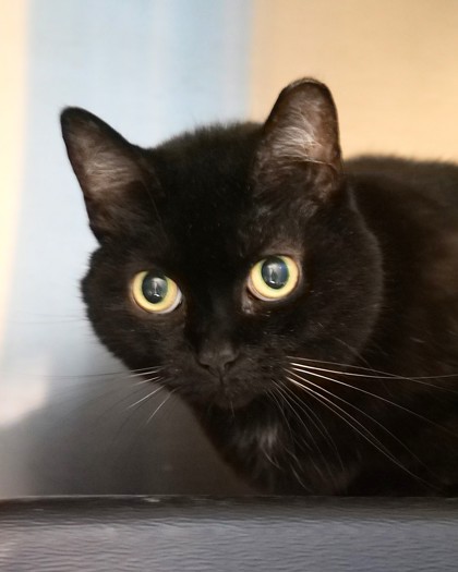 View Jett (at Smitten Kitten) the Cat Photo #1