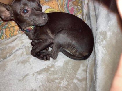 View Lost Dog Photo #1