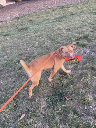 View Freya (in Foster) the Dog Photo #2