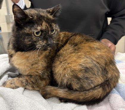 View Mommason the Cat Photo #2