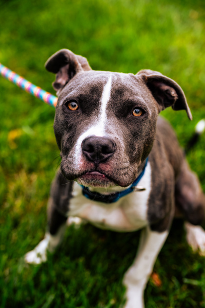 DONNY - Pit Bull Terrier / Mix available for adoption