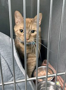 View Codie (at Smitten Kitten) the Cat Photo #1