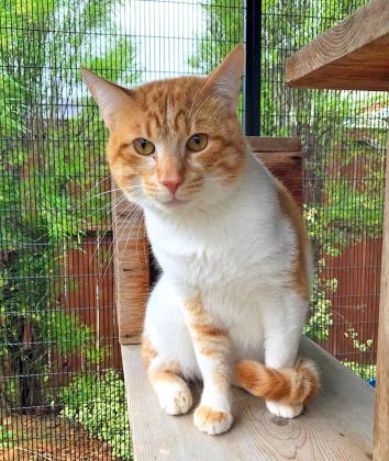View Carrotito (in Foster) the Cat Photo #2