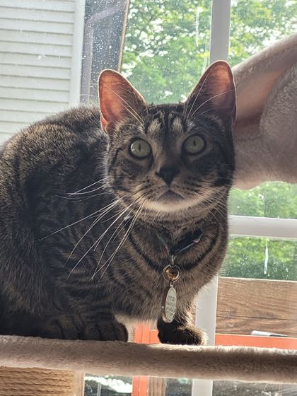 View Lost Cat Photo #1