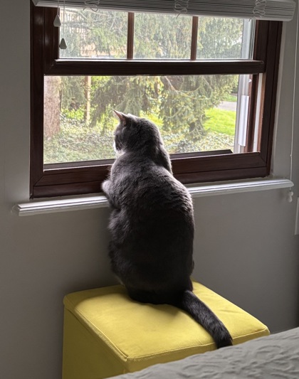 View Carrie (in Foster) the Cat Photo #1