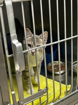 View Found Cat Photo #1