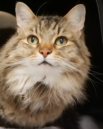 View Peaches the Cat Photo #2