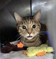 View Tigger the Cat Photo #3