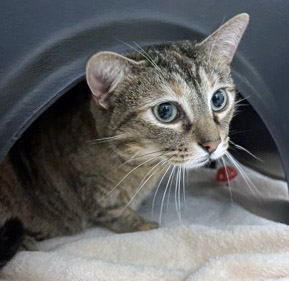 View Carol the Cat Photo #1