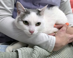 View Jojo the Cat Photo #2