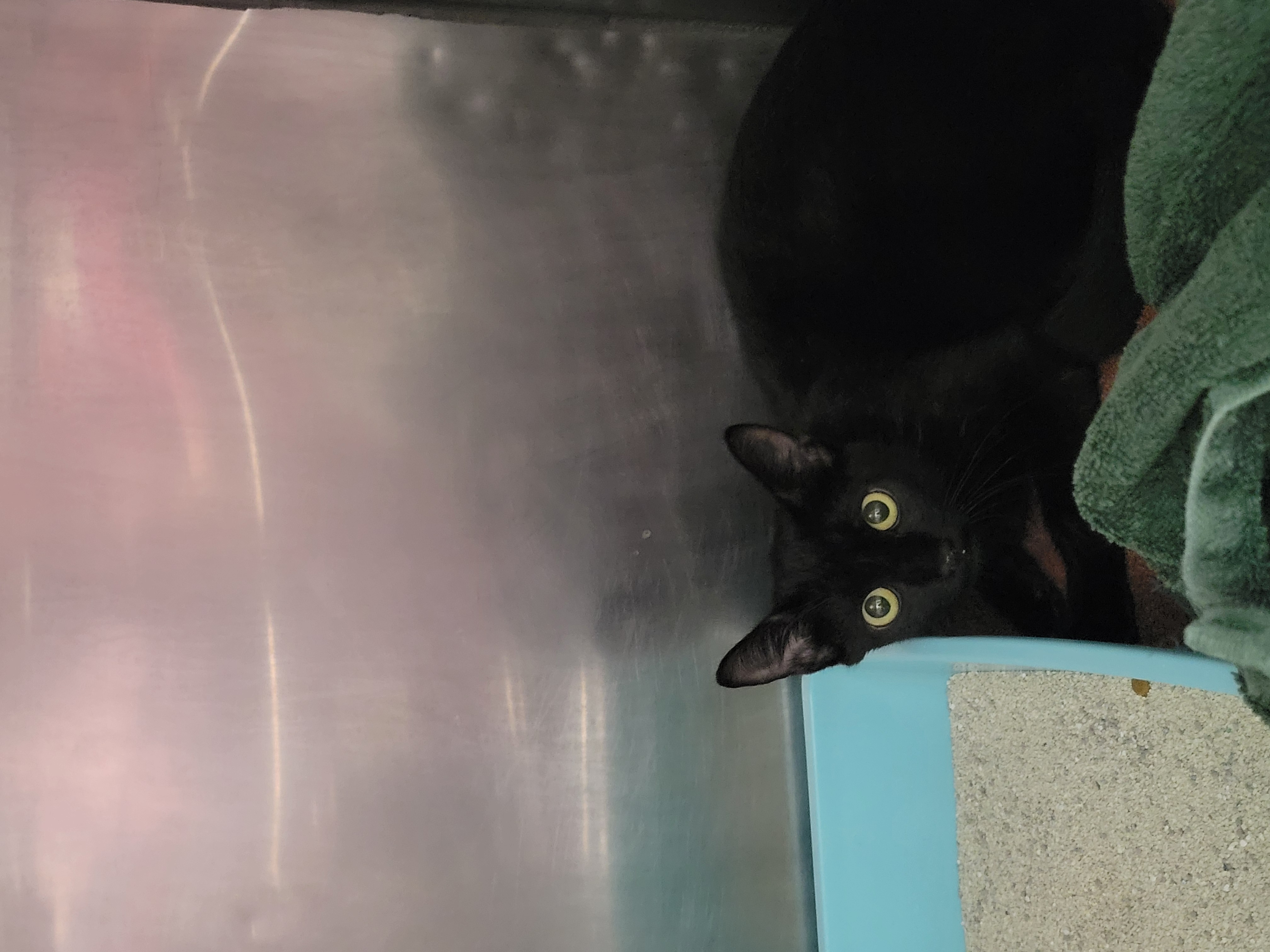 Help Rehome This Cat Cat