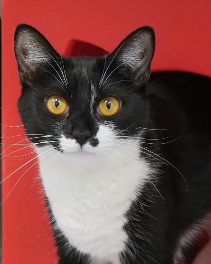 Learn More About Monroe (bonded To Misty Girl)