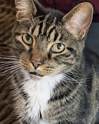 Learn More About Oliver Dean (bonded To Oakley)(in Foster) Photo of Oliver Dean (Bonded to Oakley)(in foster)