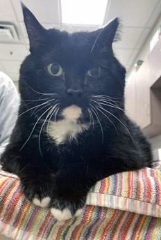 View Mittens the Cat Photo #1