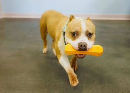 View Precious the Dog Photo #2