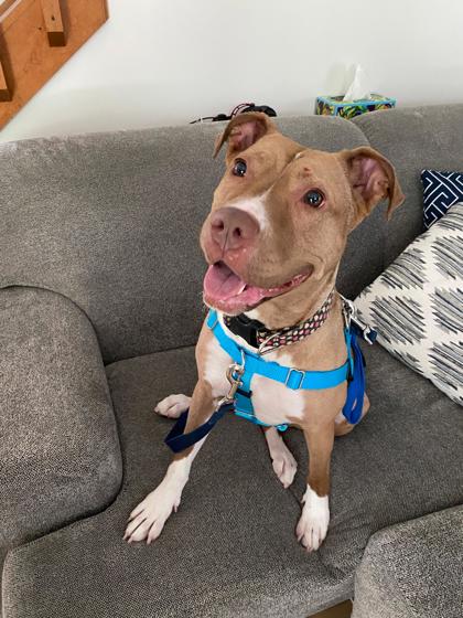 Pebbles (In Foster)