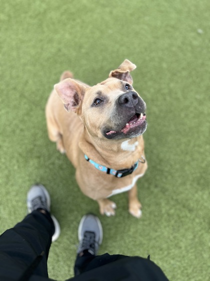 View Snowflake the Dog Photo #1