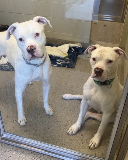 TYSON (BONDED TO BEAR) - Pit Bull Terrier / Mix available for adoption