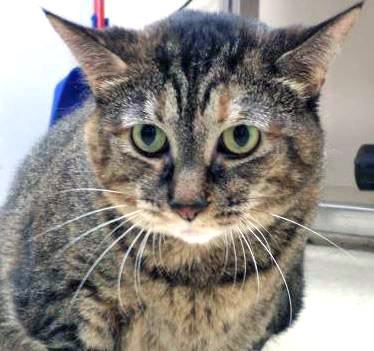 View Gambit the Cat Photo #2