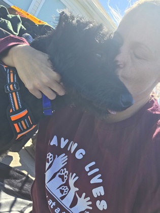 STRUDEL (AT PETSUITES WESTFIELD) - Standard Poodle / Standard Schnauzer available for adoption