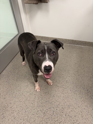 View Diamond the Dog Photo #1