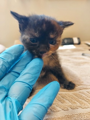 BABY MAY - Domestic Shorthair / Mix available for adoption
